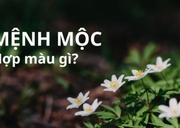 Mệnh Mộc hợp màu gì? Chọn màu điện thoại theo phong thủy cho người mệnh Mộc