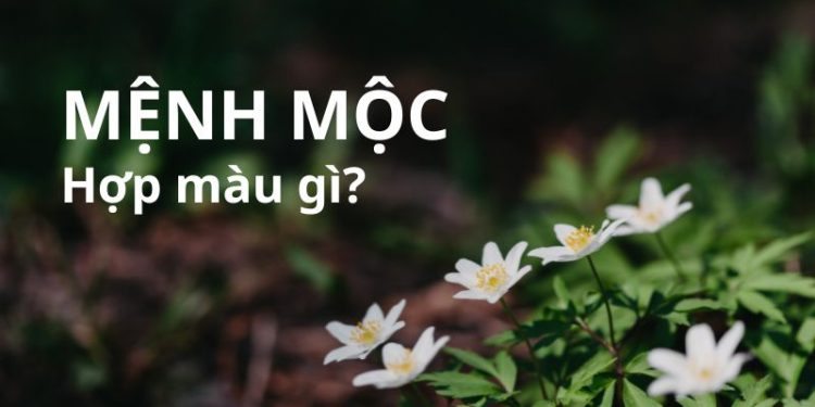 Mệnh Mộc hợp màu gì? Chọn màu điện thoại theo phong thủy cho người mệnh Mộc