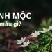 Mệnh Mộc hợp màu gì? Chọn màu điện thoại theo phong thủy cho người mệnh Mộc